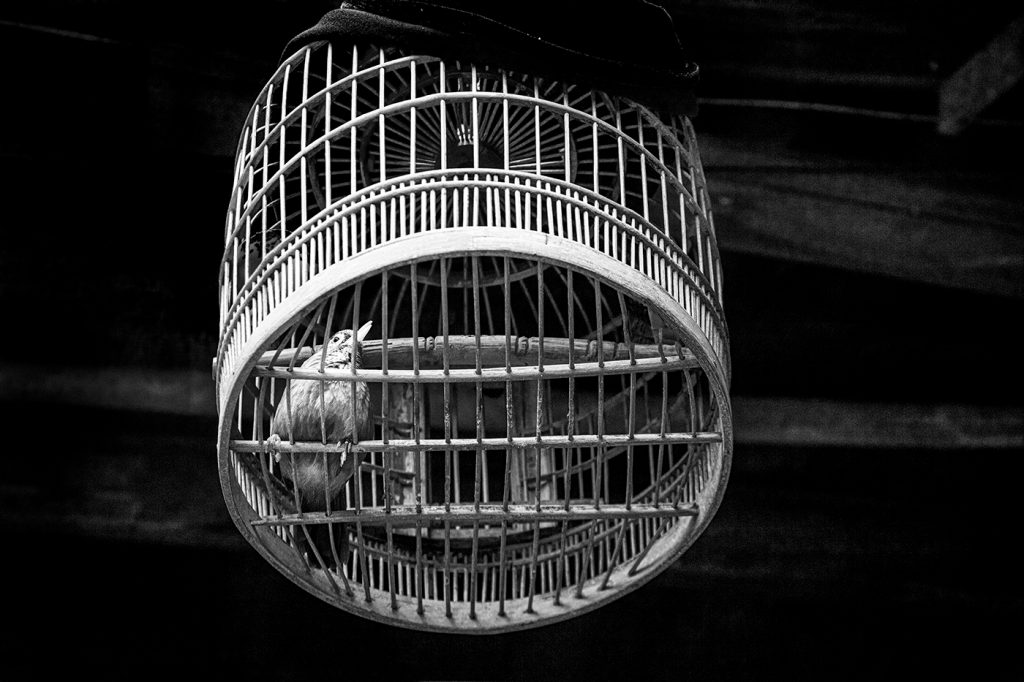 Let The Caged Bird Sing - Howard Hunt